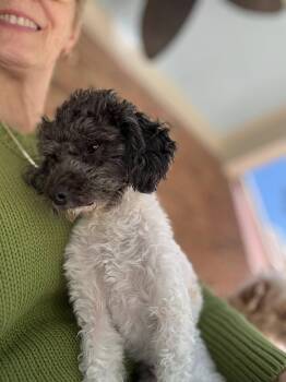Poodle Dogs Available for Adoption in Matthews, North Carolina - White And Black (oodles Of Poodles) | PetCurious
