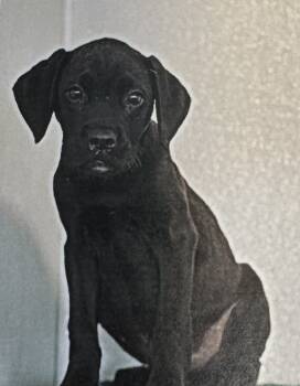 Rescue Terrier Dogs for Adoption in Fort Madison, Iowa - Stud Muffin | PetCurious