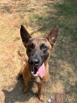 Dart -  Belgian Shepherd Malinois Dog for Adoption in Little Rock, Arkansas - Dart | PetCurious