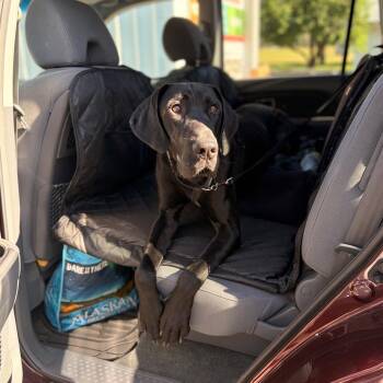 Ember -  Mixed Breed Dog for Adoption in Spokane, Washington - Ember | PetCurious