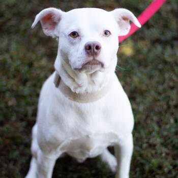 Rescue Pit Bull Terrier and Mixed Breed Dogs for Adoption in Cumming, Georgia - Chulo 21769 | PetCurious