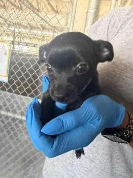 Everest -  Chihuahua Dog for Adoption in Stockton, California - Everest | PetCurious