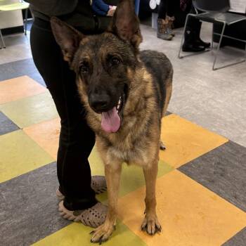 German Shepherd Dog Dogs Available for Adoption in Philadelphia, Pennsylvania - Havoc | PetCurious