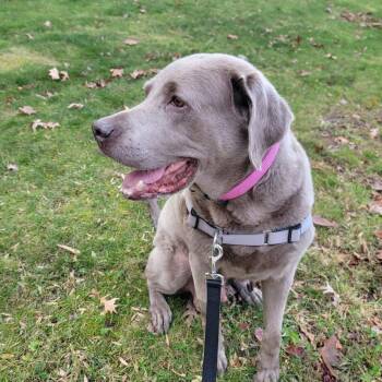 Labrador Retriever Dogs Available for Adoption - Summer | PetCurious