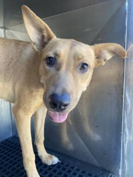 ANGELICA -  Mixed Breed Dog for Adoption in Dallas, Texas - ANGELICA | PetCurious