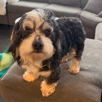 Bernese Mountain Dog and Poodle Dogs Available for Adoption - Maisie | PetCurious