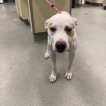 WAGS-Stray-22868 -  Pit Bull Terrier Dog for Adoption in Westminster, California - WAGS-Stray-22868 | PetCurious