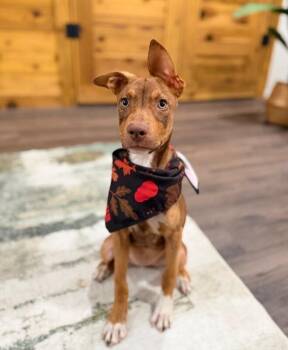 Peaches Rainbow -  Pit Bull Terrier and Staffordshire Bull Terrier Dog for Adoption in Friendswood, Texas - Peaches Rainbow | PetCurious