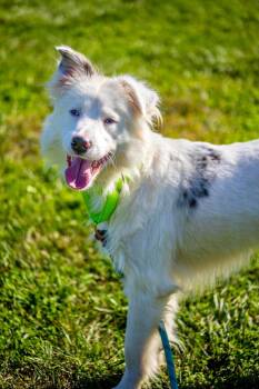 Fonzy -  Australian Shepherd Dog for Adoption in Valparaiso, Indiana - Fonzy | PetCurious