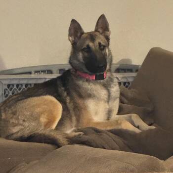 German Shepherd Dog and Belgian Shepherd Malinois Dogs Available for Adoption - Sierra | PetCurious