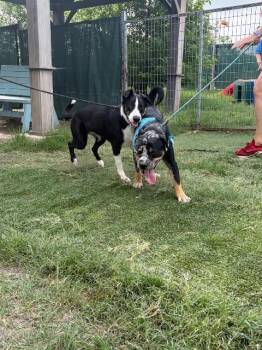 Orange -  Border Collie Dog Available for Adoption in New Braunfels, Texas - Orange | PetCurious