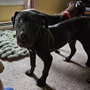 Biggie -  Mastiff Dog for Adoption in Manchester, Pennsylvania - Biggie | PetCurious