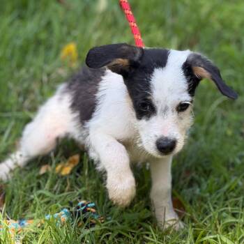 Bear -  Wire Fox Terrier Dog for Adoption in Locust Fork, Alabama - Bear | PetCurious