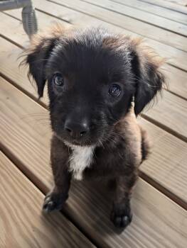 Josie -  Spaniel and Australian Shepherd Dog for Adoption in Chatham, New Jersey - Josie | PetCurious
