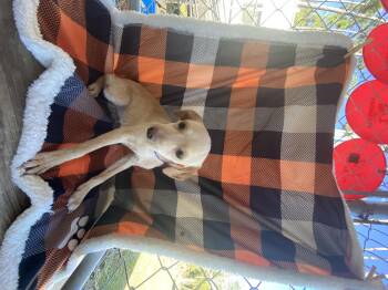 Rescue Mixed Breed Dogs for Adoption in Lakeland, Georgia - Zoe | PetCurious