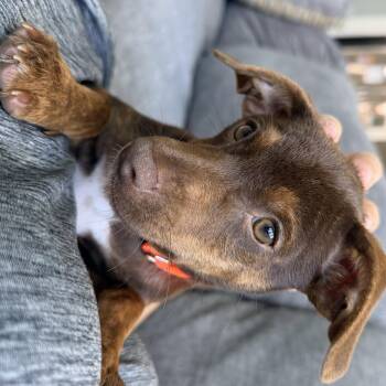 Cocoa -  Chihuahua and Yorkshire Terrier Dog for Adoption in Krum, Texas - Cocoa | PetCurious
