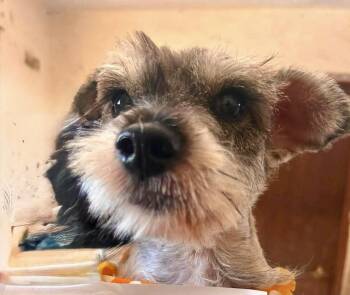 Freddy -  Schnauzer Dog for Adoption in Escondido, California - Freddy | PetCurious