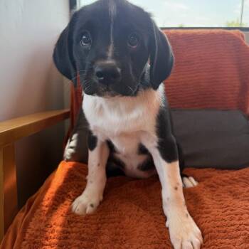 Storm -  Beagle and Pointer Dog for Adoption in Minneapolis, Minnesota - Storm | PetCurious