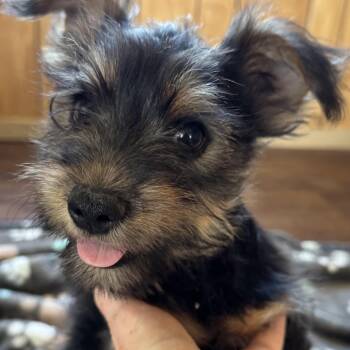 Mr. Cutie Pie Archie -  Yorkshire Terrier Dog for Adoption in Ridgefield, Washington - Mr. Cutie Pie Archie | PetCurious