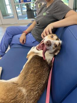 Mira -  Collie Dog for Adoption in Maidens, Virginia - Mira | PetCurious