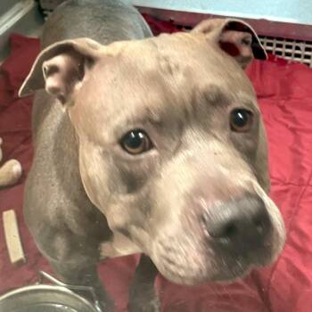 Bonnie -  Pit Bull Terrier Dog for Adoption in Des Moines, Iowa - Bonnie | PetCurious