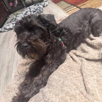 Rescue Miniature Schnauzer and Terrier Dogs for Adoption in Warren, Rhode Island - Olivia | PetCurious