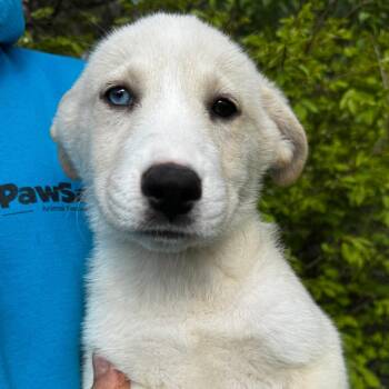 Husky and Shepherd Dogs Available for Adoption in Stormville, New York - NY Daiquiri Avail May 9 (Carmel NY Fire Dept) | PetCurious