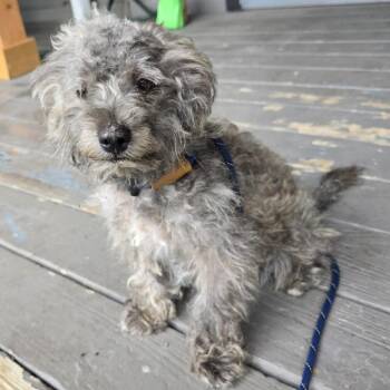 Milo -  Shih Tzu and Mixed Breed Dog Available for Adoption in West Islip, New York - Milo | PetCurious