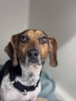 Mixed Breed Dogs Available for Adoption - Bambi | PetCurious