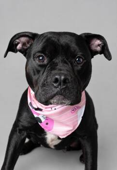 Delphine -  Pit Bull Terrier Dog for Adoption in Plaquemine, Louisiana - Delphine | PetCurious