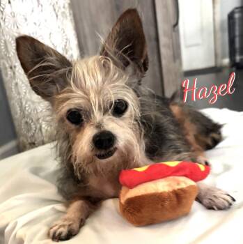 Hazel #spunky-lil-girl -  Yorkshire Terrier Dog for Adoption in Houston, Texas - Hazel #spunky-lil-girl | PetCurious