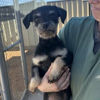 Rescue Terrier and Chihuahua Dogs for Adoption in Loves Park, Illinois - SAM WINCHESTER | PetCurious