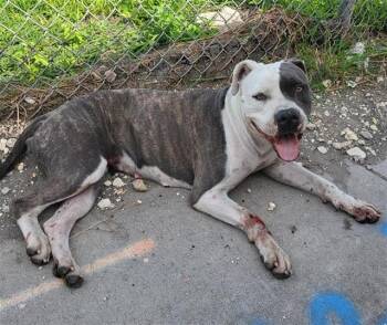 MELANIE -  American Staffordshire Terrier Dog for Adoption in San Antonio, Texas - MELANIE | PetCurious
