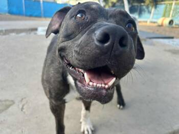 Rescue English Bulldog and Pit Bull Terrier Dogs for Adoption in Kansas City, Missouri - Piggly Wiggly | PetCurious