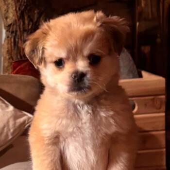 Sam -  Spaniel and Pug Dog for Adoption in Seal Beach, California - Sam | PetCurious