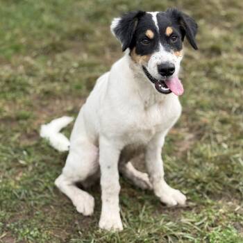 Shem -  Border Collie and Labrador Retriever Dog for Adoption in Amarillo, Texas - Shem | PetCurious
