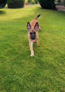 Rescue Shepherd and Yellow Labrador Retriever Dogs for Adoption in League City, Texas - Glory | PetCurious