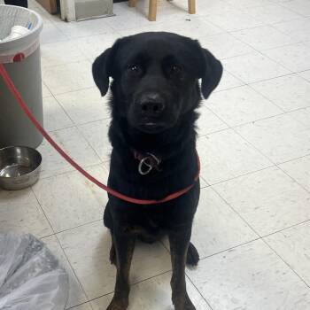 Black Labrador Retriever Dogs Available for Adoption in Jacksonville, Arkansas - Shadow | PetCurious