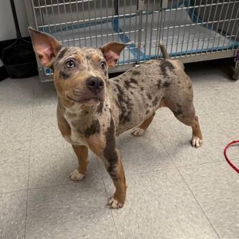 Davis1 26-06-100 -  Catahoula Leopard Dog and American Staffordshire Terrier Dog for Adoption in Bastrop, Texas - Davis1 26-06-100 | PetCurious