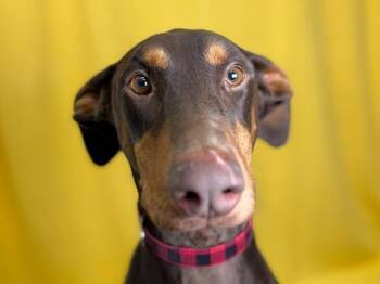 Parker -  Doberman Pinscher Dog for Adoption in Portland, Oregon - Parker | PetCurious