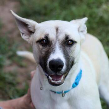 Yvette (AO36908) -  Anatolian Shepherd Dog for Adoption in Kansas City, Kansas - Yvette (AO36908) | PetCurious