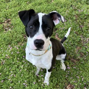 Pit Bull Terrier Dogs Available for Adoption in Beulaville, North Carolina - Raven | PetCurious