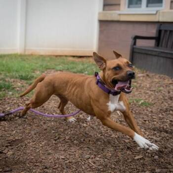 Mixed Breed Dogs Available for Adoption in Chamblee, Georgia - Constance | PetCurious