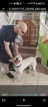 Labrador Retriever Dogs Available for Adoption in Plano, Texas - Bolt | PetCurious