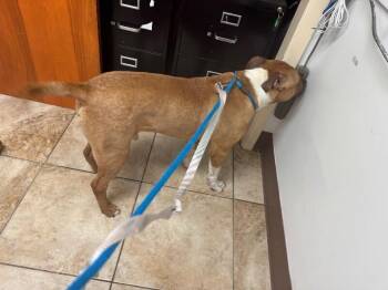 Star Spangled -  Mixed Breed Dog for Adoption in Cincinnati, Ohio - Star Spangled | PetCurious