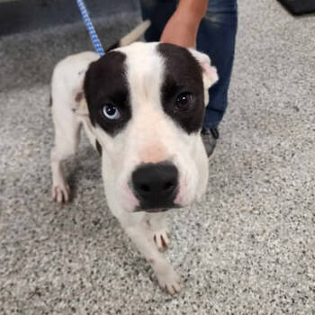 Rescue Mixed Breed Dogs for Adoption in Fredericksburg, Virginia - Scoville | PetCurious