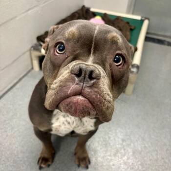 Baby Girl -  English Bulldog and Mixed Breed Dog for Adoption in Evansville, Indiana - Baby Girl | PetCurious