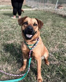 Black Mouth Cur Dogs Available for Adoption in Pleasure Rdge, Kentucky - Jessie | PetCurious