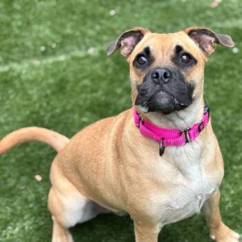 Tofu -  Mixed Breed Dog for Adoption in Decorah, Iowa - Tofu | PetCurious
