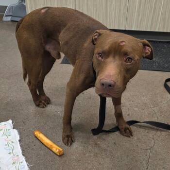 BoBo -  Pit Bull Terrier Dog for Adoption in Chattanooga, Tennessee - BoBo | PetCurious